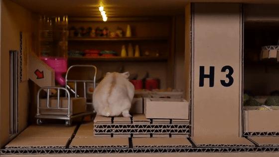 身价300万的仓鼠外网走红！住3层电梯豪宅，丰富娱乐，人不如鼠啊