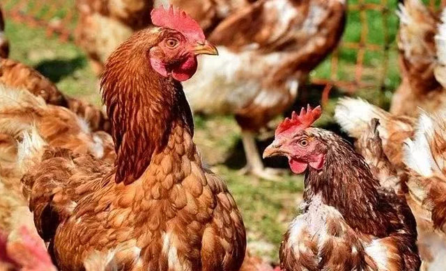 鸡平时预防疾病用什么药,养殖场里的鸡用什么药治疗