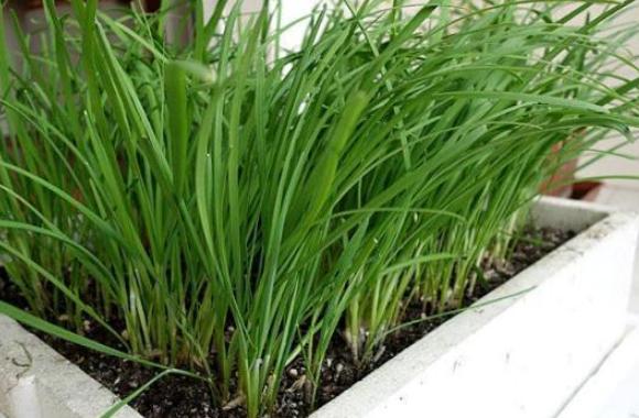 芦笋阳台种菜,菜园怎么种芦笋