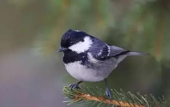 玩贝子有什么讲究,玩具英语怎么说