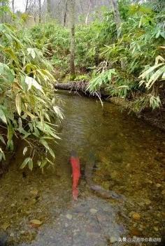 金日成爱吃的它,居然已经在国内绝迹?