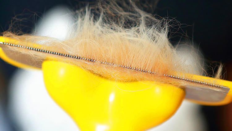 家里狗狗爱咬人怎么处理,家里狗狗爱乱叼东西怎么管