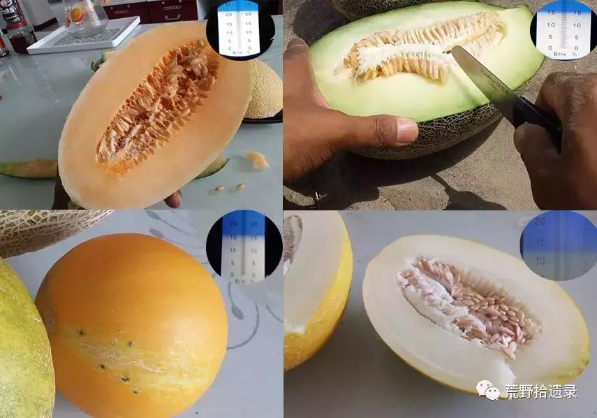 四川适合种植哈密瓜甜瓜品种,甜瓜种植技术新疆哈密瓜