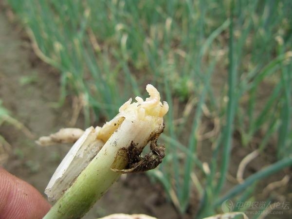 种植的大蒜有蒜蛆怎么办,种植大蒜地蛆怎么防治