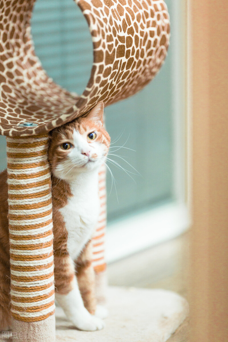 猫咪都是什么血型,各种猫咪的血型一样吗