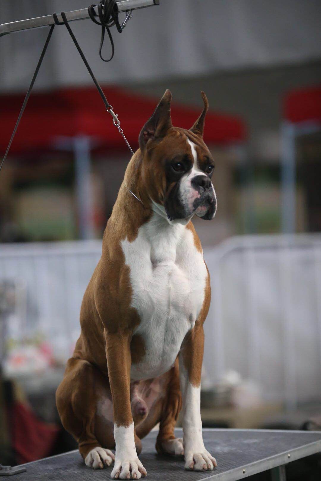 拳师犬对比杜宾犬,杜宾犬和拳师犬哪个好