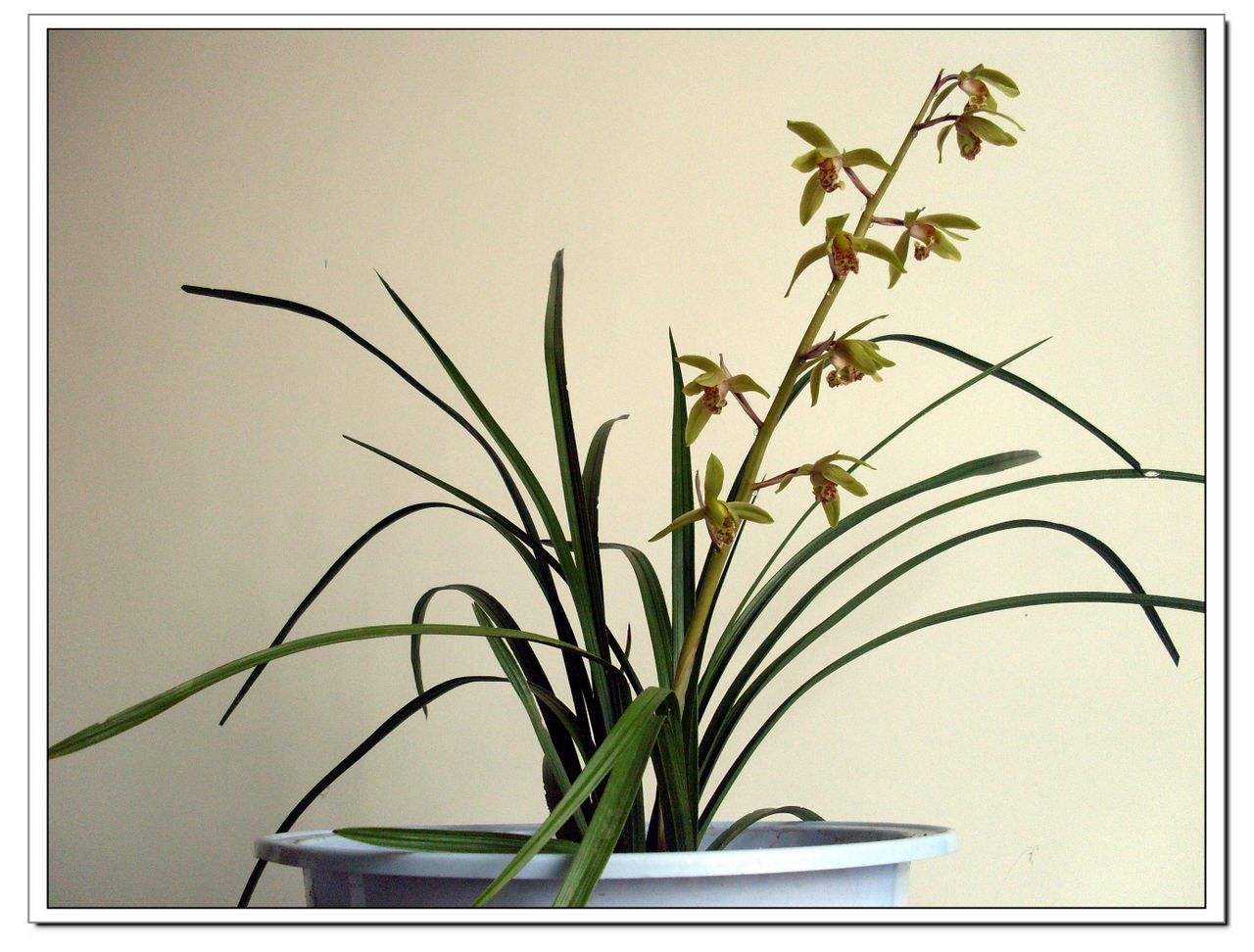 大花蕙兰冬天有花苞怎么养护开花,大花蕙兰出花苞到开花多长时间