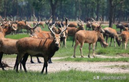 江苏祖国的大好河山,大好河山江苏
