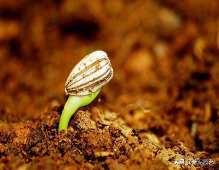 向日葵生长阶段怎么管理,向日葵的四个阶段