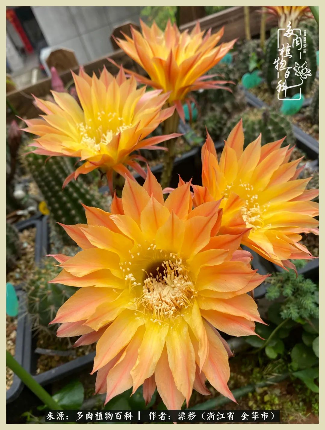 仙人球开花并散发着香味,仙人球花盛开吐露芬芳