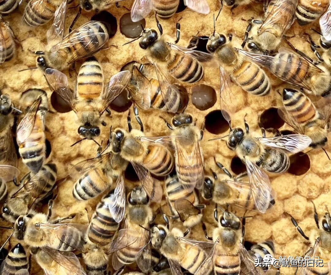 蜜蜂日记三年级300字,二年级观察日记大全100字