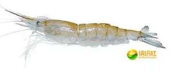 舟山4月份海鲜攻略,舟山海鲜代加工攻略