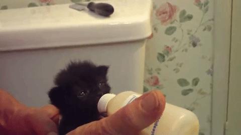 「今日萌图」一旦猫咪能自己打开鱼罐头，人类也就完蛋了