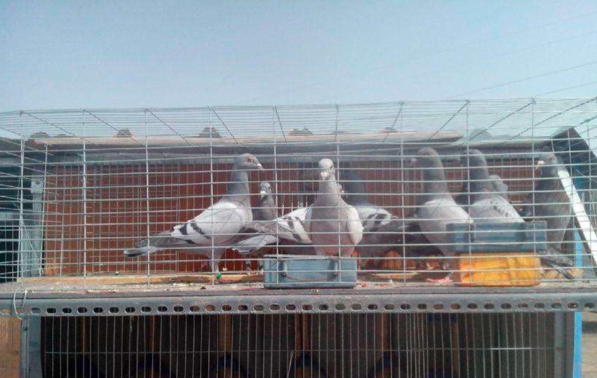 幼鸽开家怎么要乱飞,幼鸽开家飞丢