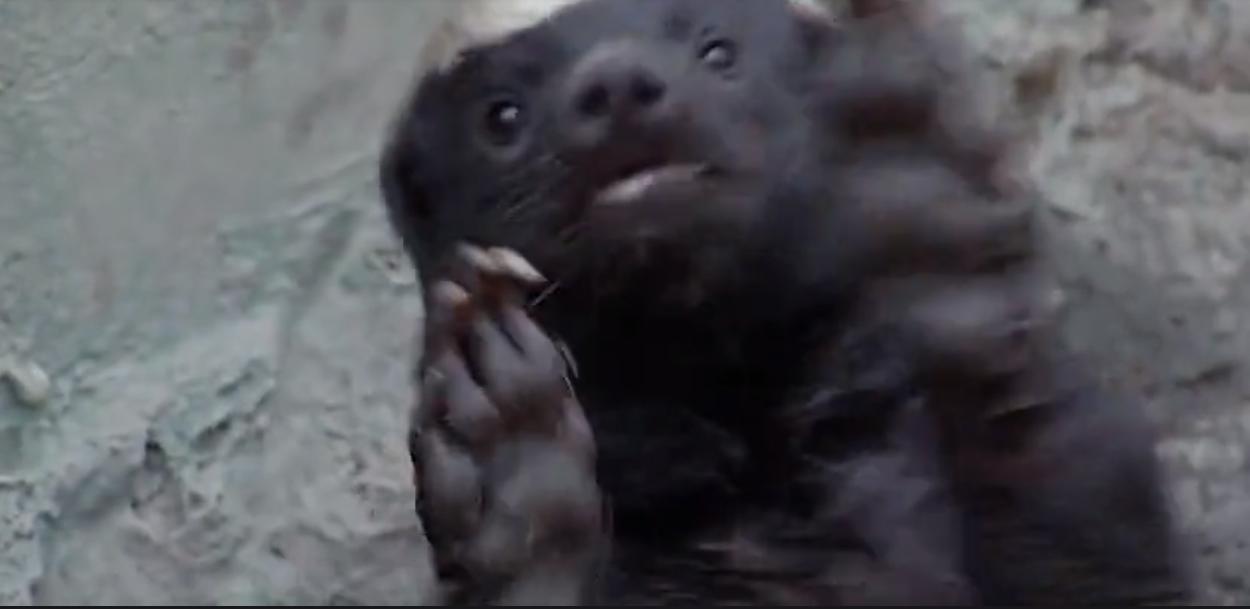 永不服输的蜜獾,曾经有一个保护区饲养了两只,后来怎么样了?