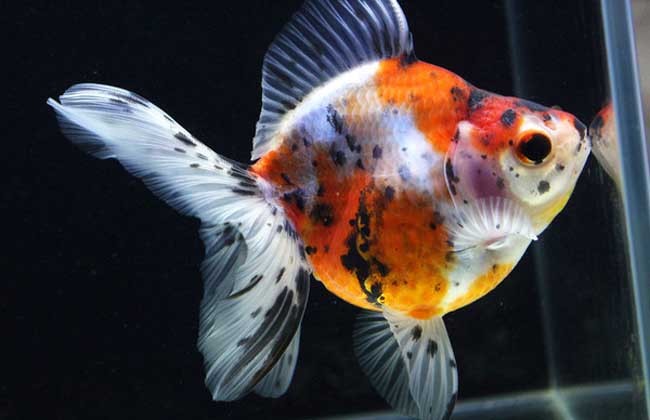 观赏鱼身上长出黑斑是怎么回事,观赏鱼身上起黑斑是怎么回事