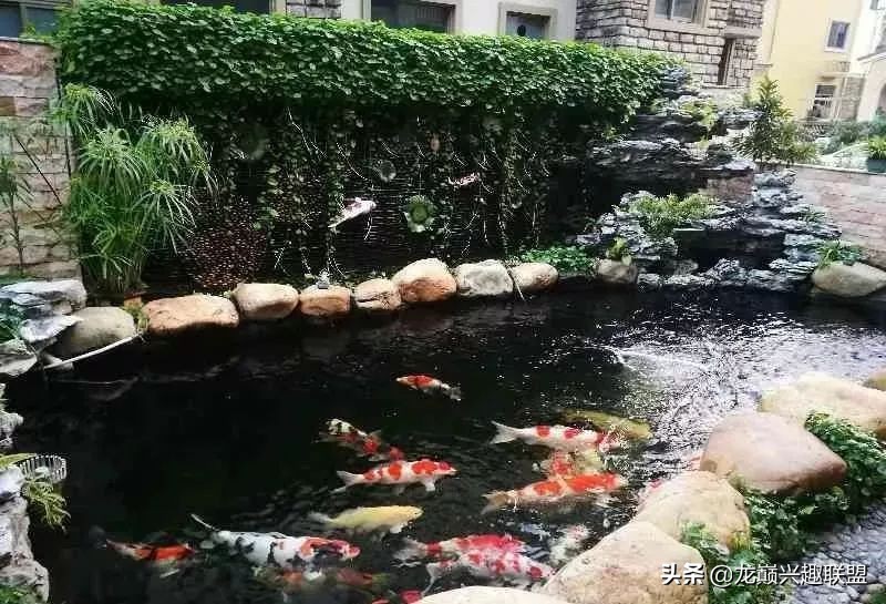 锦鲤入缸的正确方法,锦鲤新缸开缸注意事项