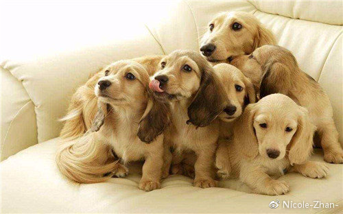 幼犬抱回家一直叫怎么办,幼犬免疫流程及注意事项