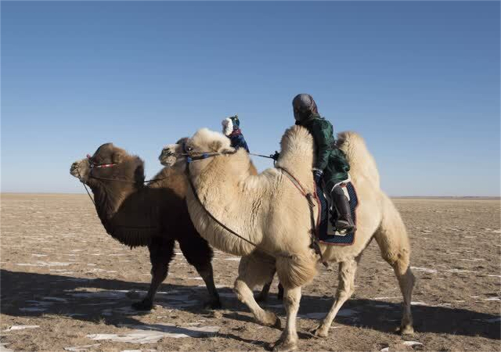 大象为什么不被其他动物吃掉,为什么食肉动物不吃大象