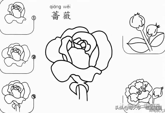 每天一幅简笔画的小教程,简笔画花朵的画法茉莉花