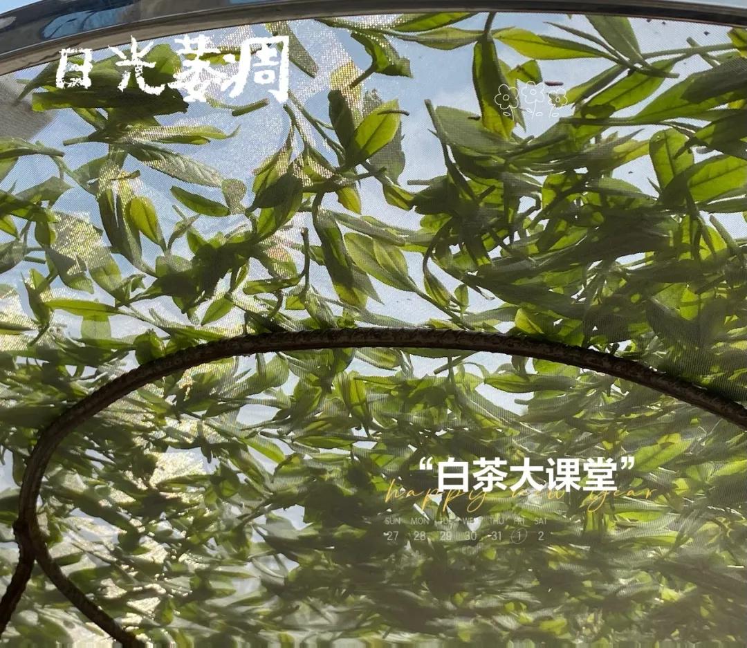 白茶口感像什么茶一样好喝,白茶与铁观音的香型区别是什么