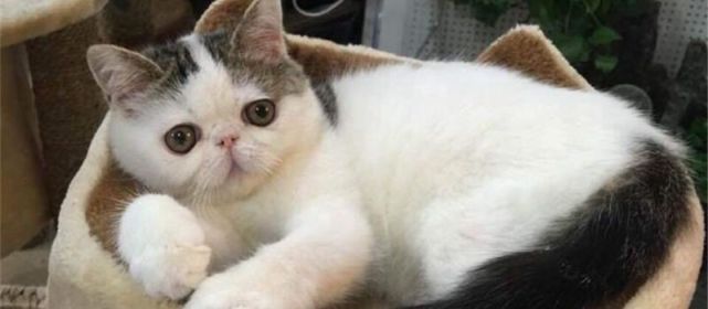 一向爱干净的猫突然不讲究了！随地大小便！了解这些就能立马解决