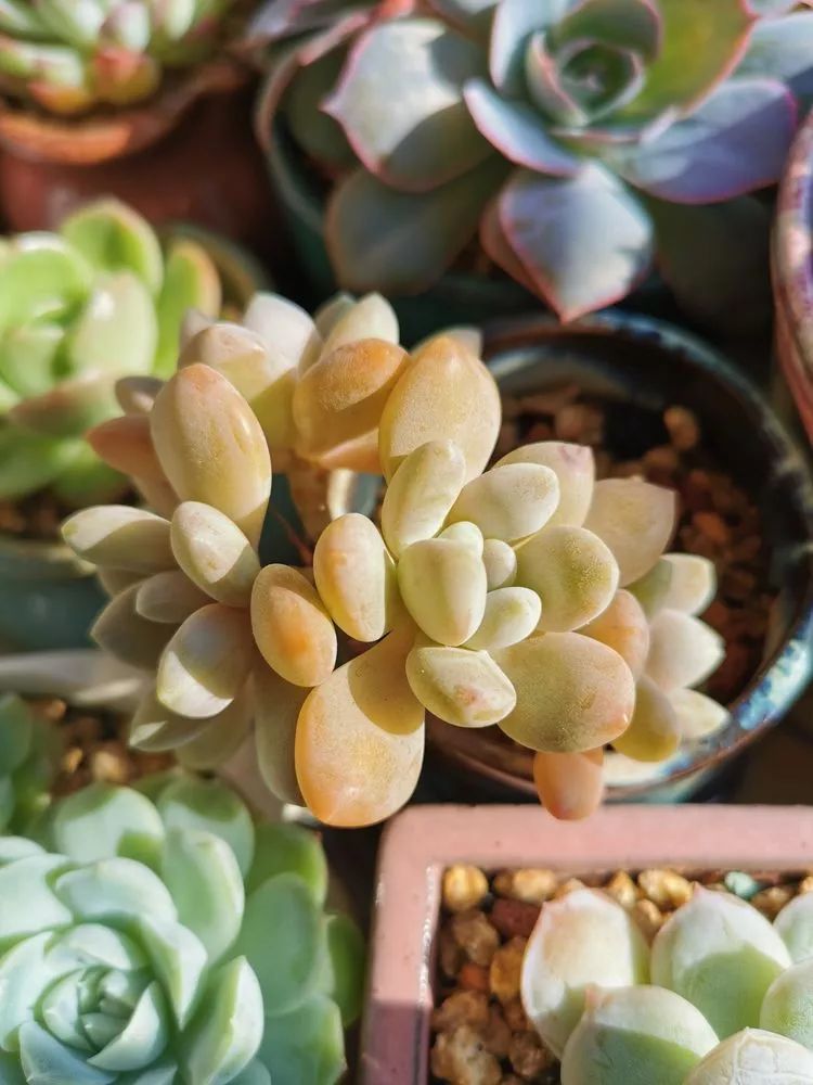 适合北方阳台党养的多肉,适合养在北阳台的多肉