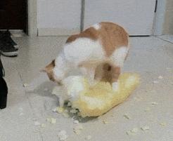 世界第一贵的猫,买全世界最贵的猫