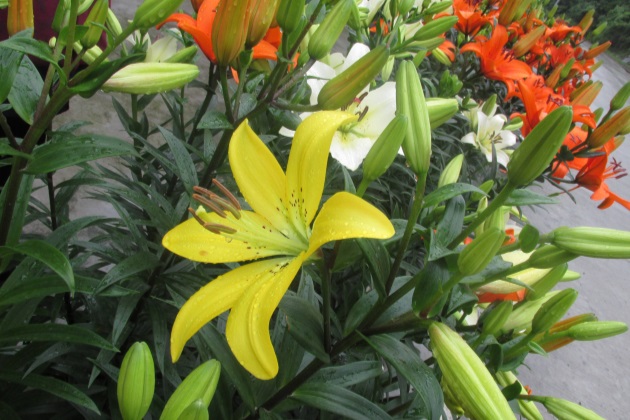 百合花的盆栽方法和注意事项,盆栽百合花怎么养才多开花图片