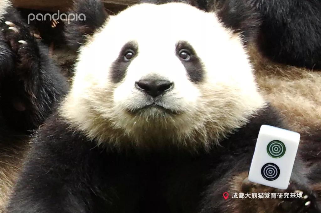 四川熊猫麻将怎么打,打熊猫麻将的诀窍