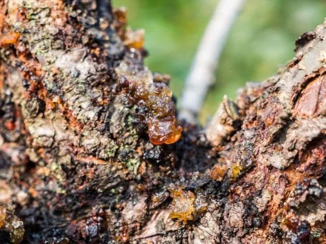 桃树上这种“煤渣”,过去农村娃当糖吃,如今30元一斤成稀罕货