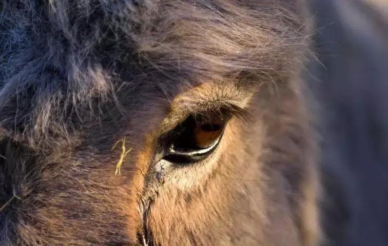 浼犺涓殑闃胯兌,閭ｄ簺琚璇濈殑闃胯兌