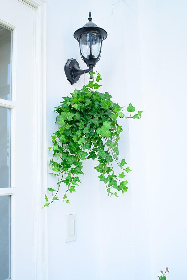 花叶蔓常春藤是四季常绿吗,常春藤如何养得不发黄