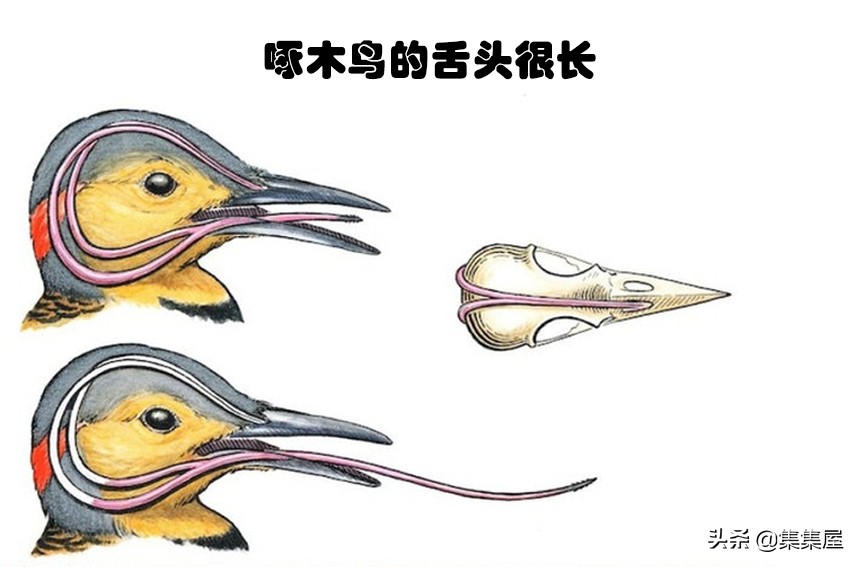 生物学的惊天大秘密,你不可不知的五十个生物学知识