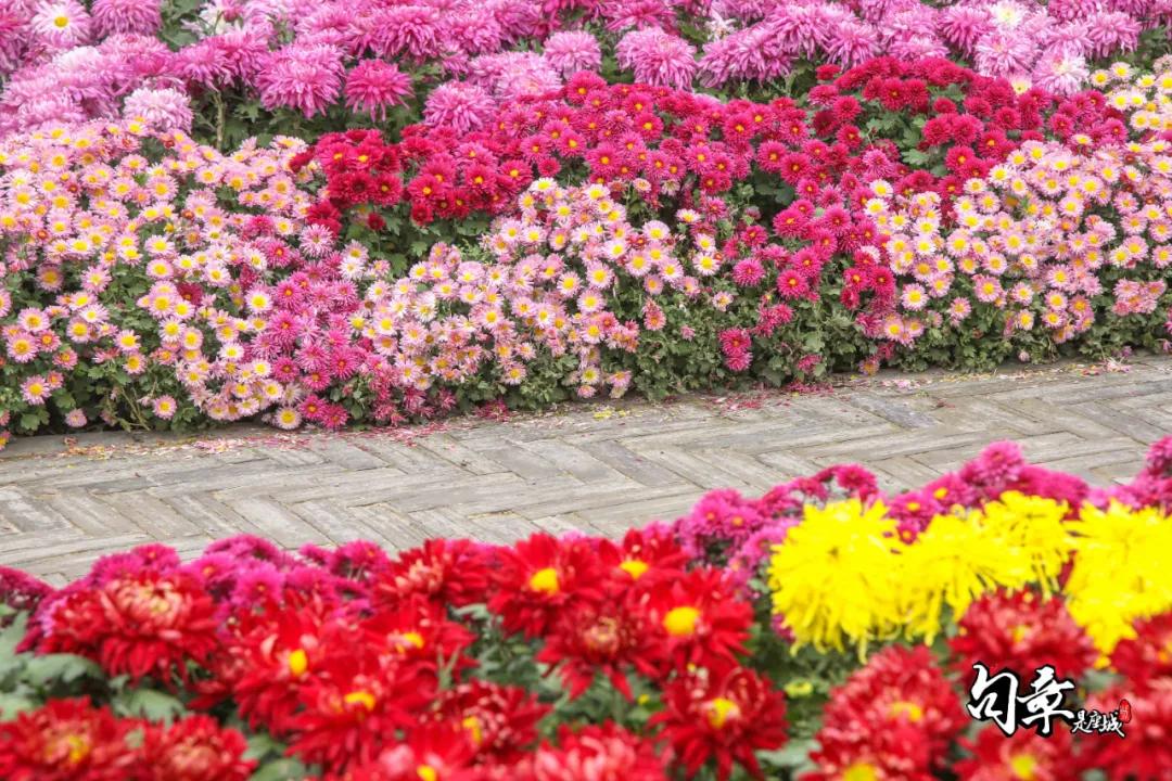 兴化千垛菊花海,广州海心沙菊花海