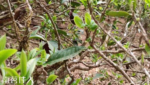 冰岛五寨糯五价格,冰岛五寨谁最有性价比