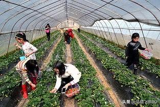 苏州相城区水果采摘园推荐,苏州枇杷樱桃采摘园