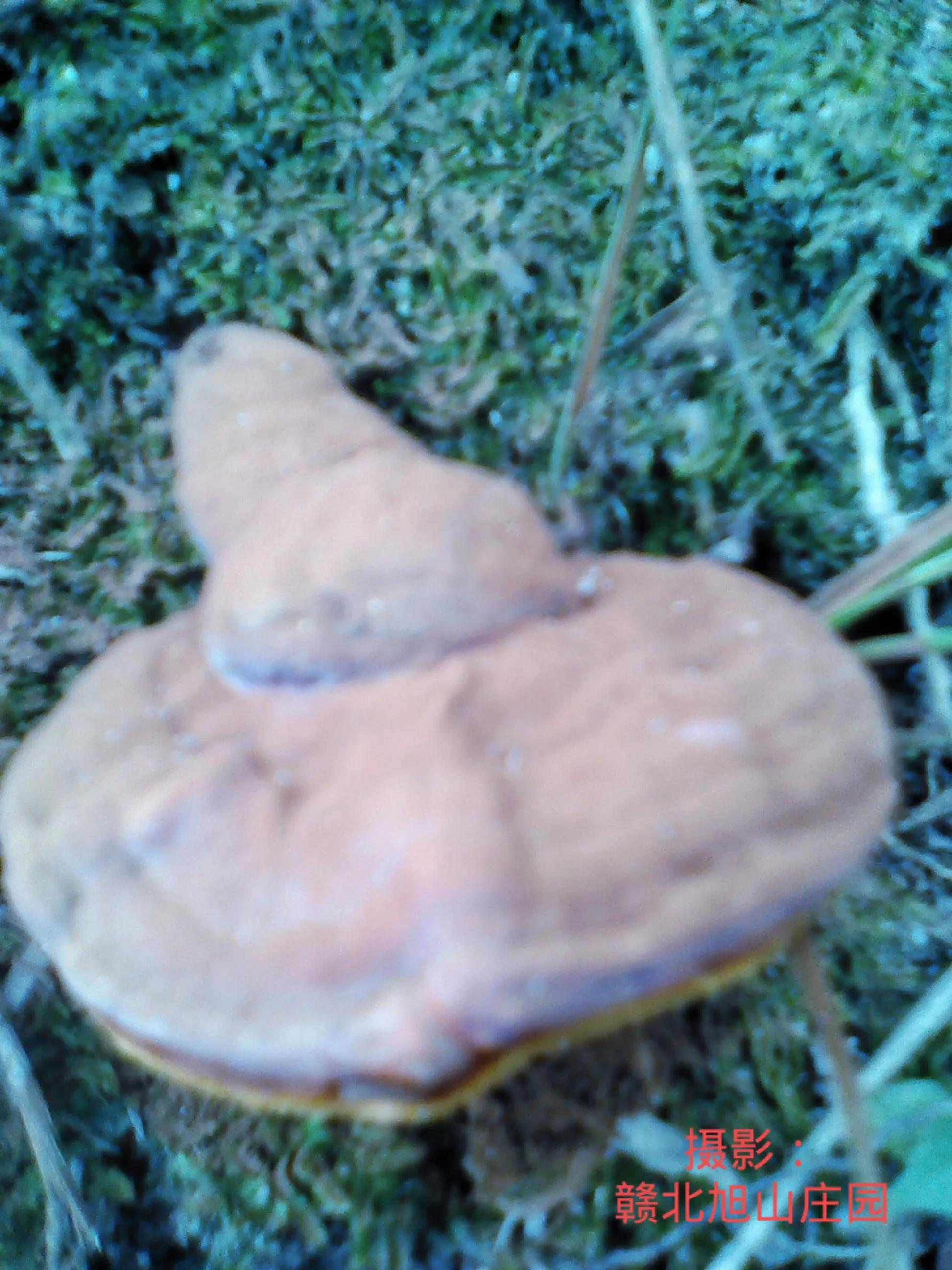 江西省赣北旭山庄园,灵芝旭山庄园