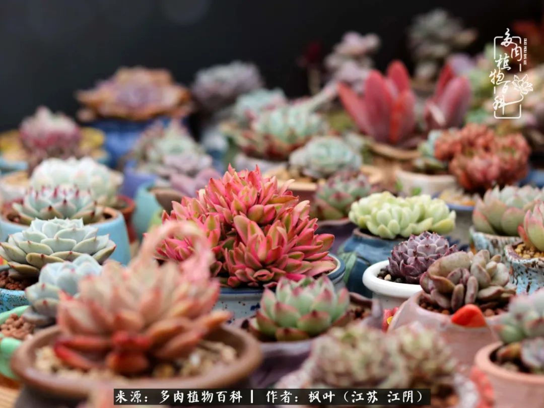 春有约，花不误，多肉与春天有个约会