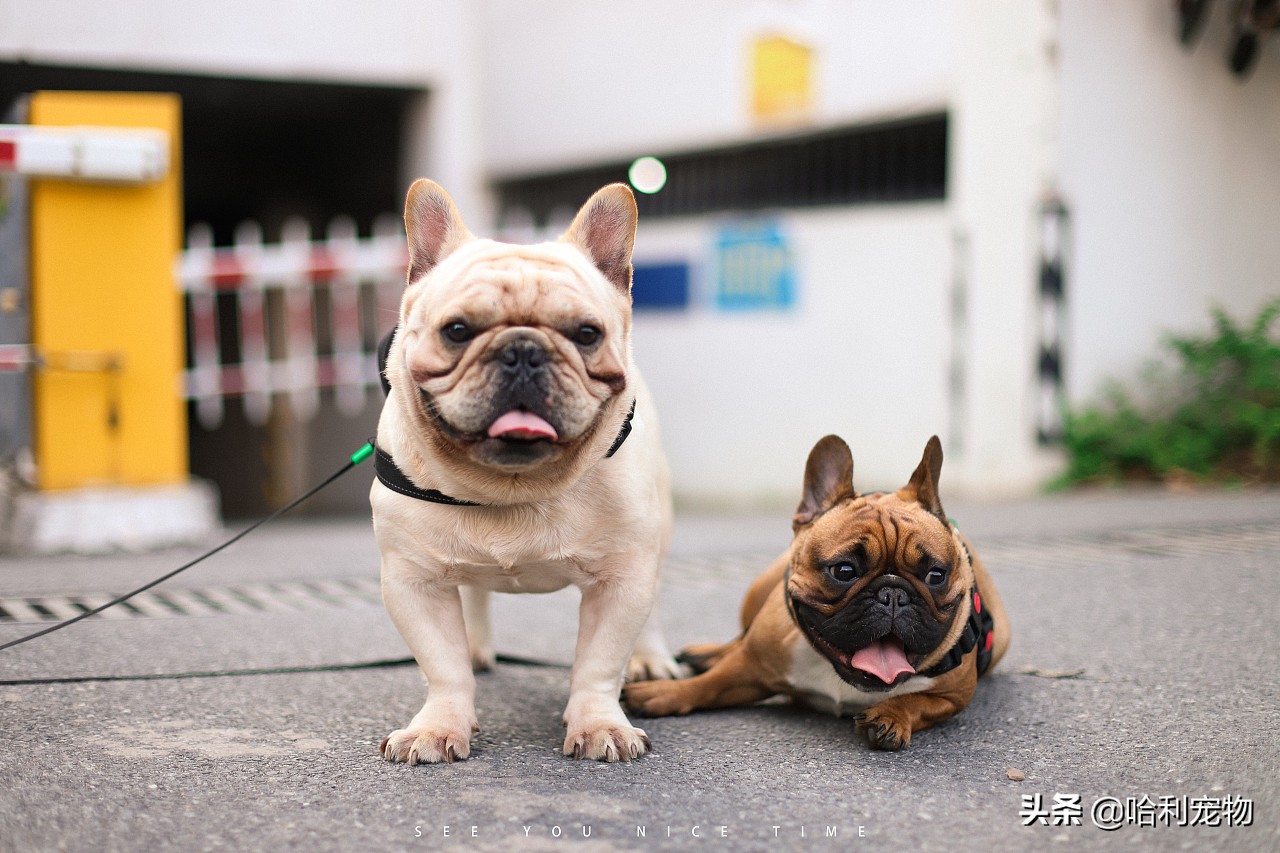 英斗犬和法斗犬区别图片对比大全,法斗犬和英斗犬的区别