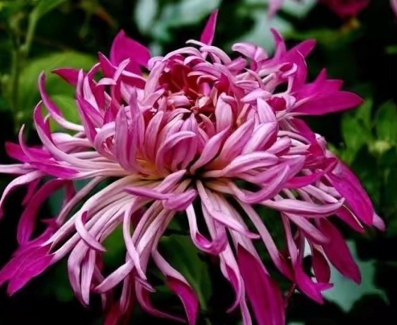 茶花是我国的十大名花吗,中国十大名花图片及花语