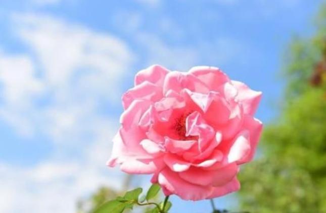 如果有一天男人开始嫌弃你,如果有一天有人冷落了你说明什么