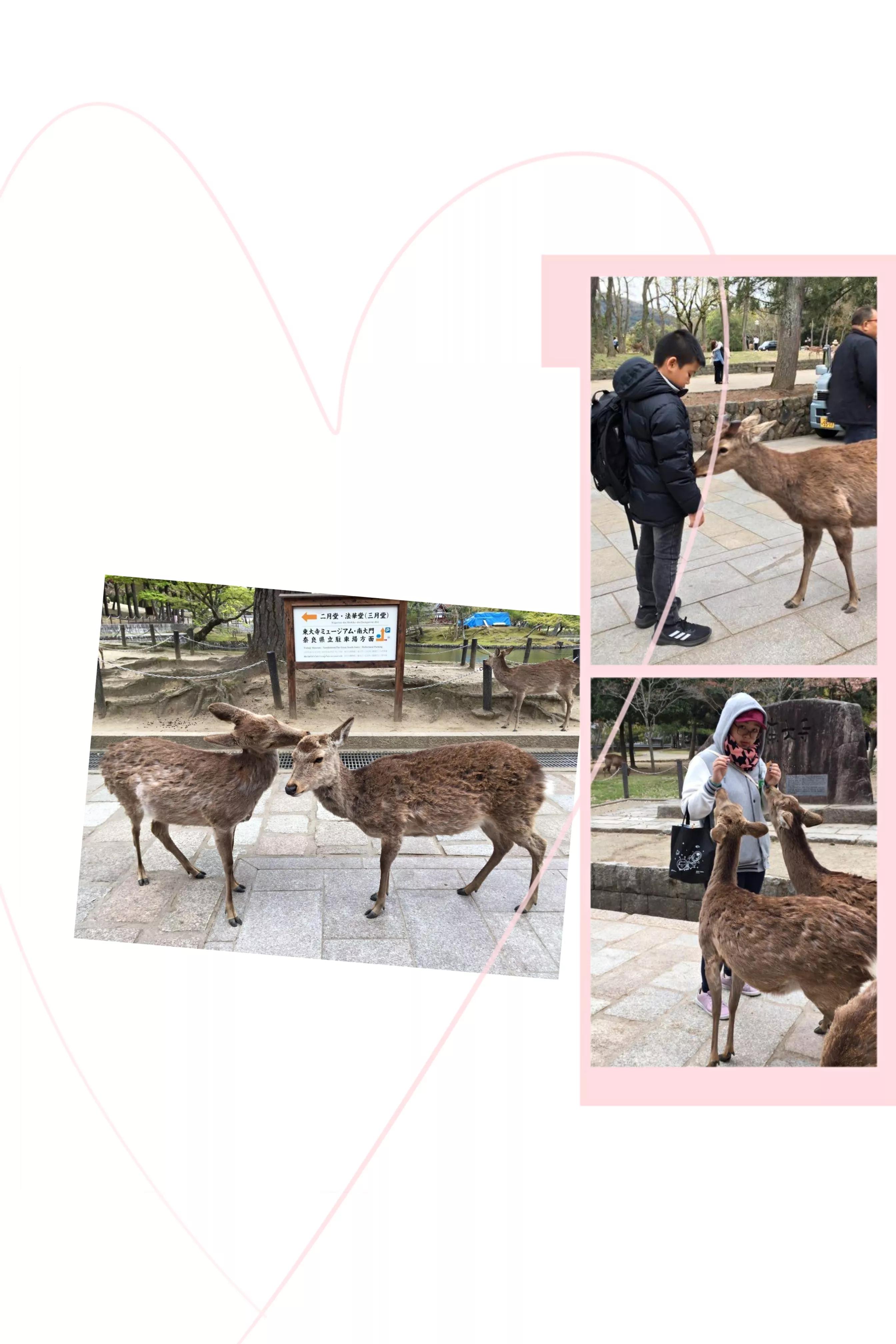 浪漫樱花日本进口,浪漫樱花2完整版