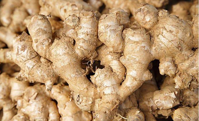 姜的种植技术与管理方法有哪些,姜的种植管理新技术