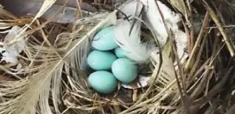 克莱因蓝跟宝蓝色的区别图片,克莱因蓝车有哪些