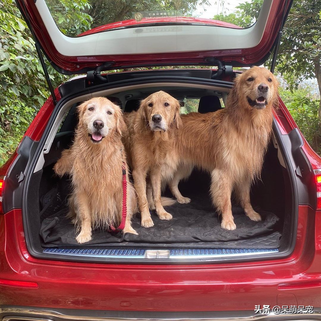 金毛狗是最听话懂事的狗吗,比金毛厉害的宠物狗有哪些