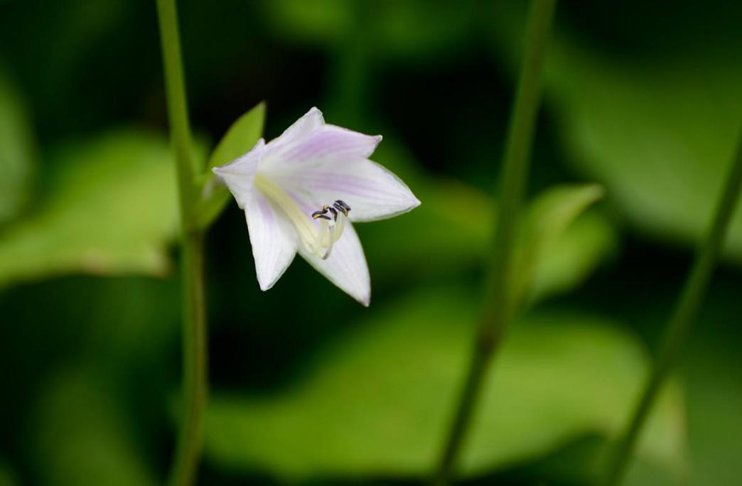 古诗暗香,诗《暗香》