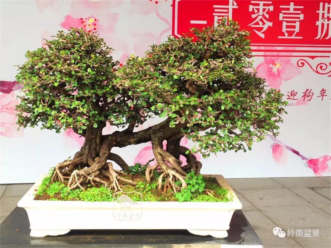 造型极美的盆景一起来欣赏,一组风吹出来的盆景欣赏动感十足