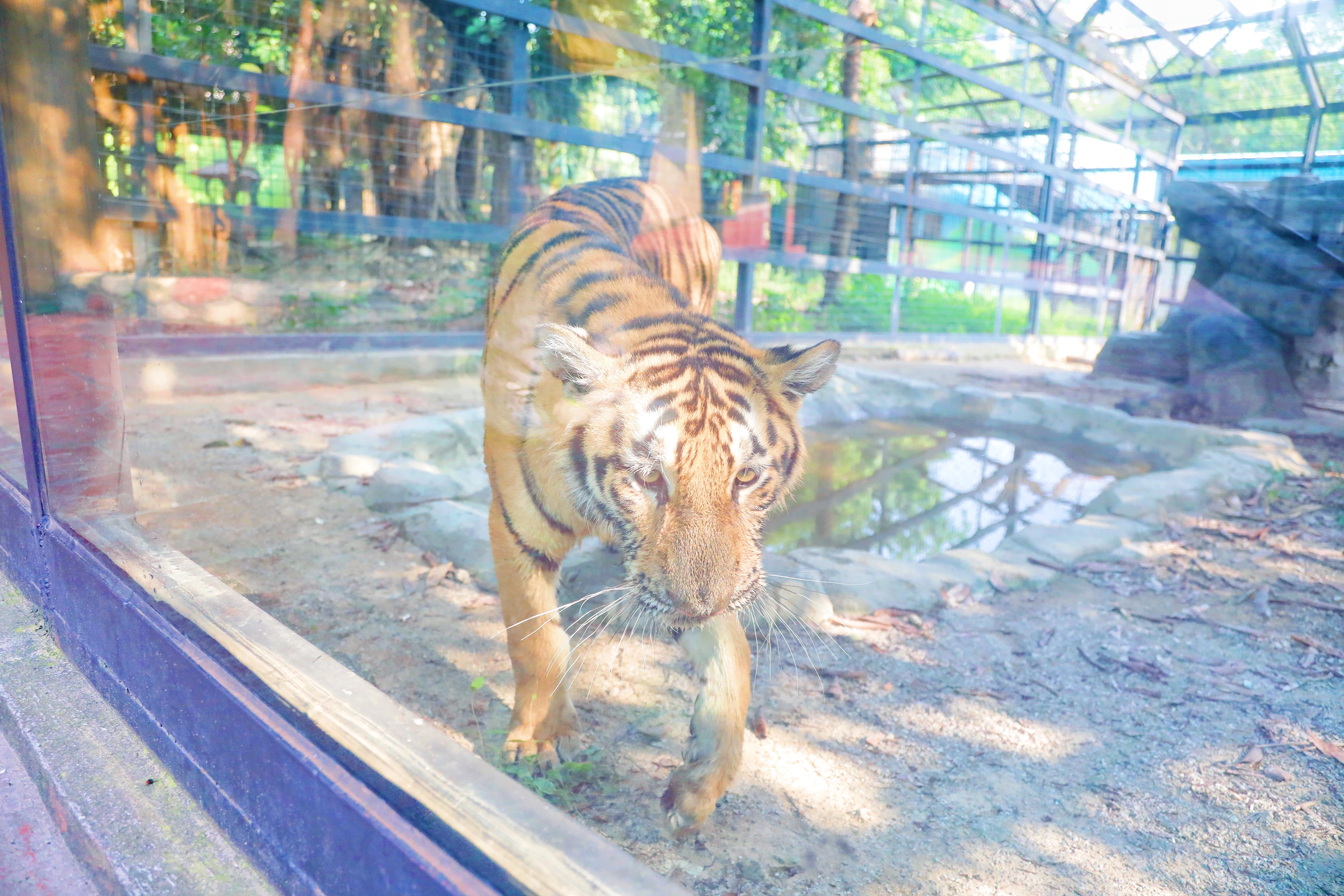景点打卡东莞隐贤山庄,暑假东莞亲子游玩好去处隐贤山庄