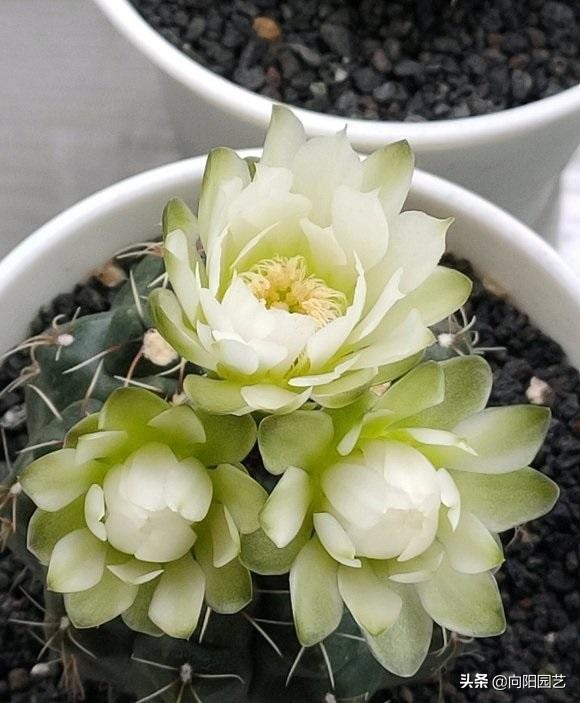 冬天室内养仙人球如何防徒长,哪一个品种的仙人球最好养